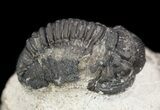 Bargain, Gerastos Trilobite Fossil - Morocco #52153-2